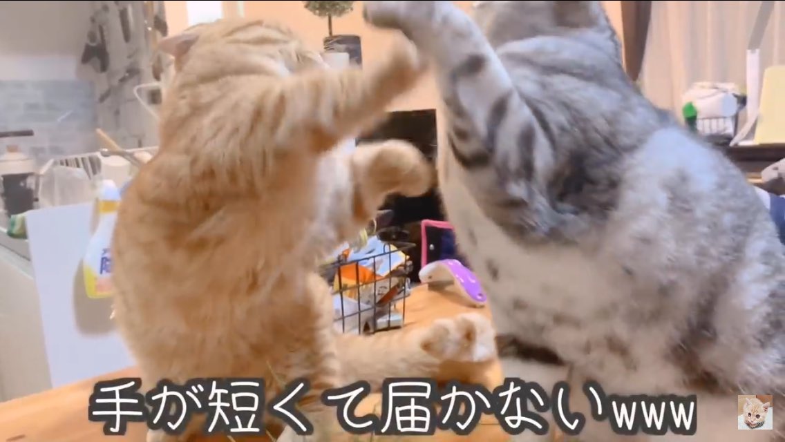 サボテンだぁ 届かない猫パンチを連打の短足マンチカンの茶々 そして この茶々のドヤ顔www W 猫草と激弱喧嘩番長の猫茶々とかわいいアイちゃん 日刊ねこもふ生活 T Co Ykoc3iqo7d Youtubeより T Co