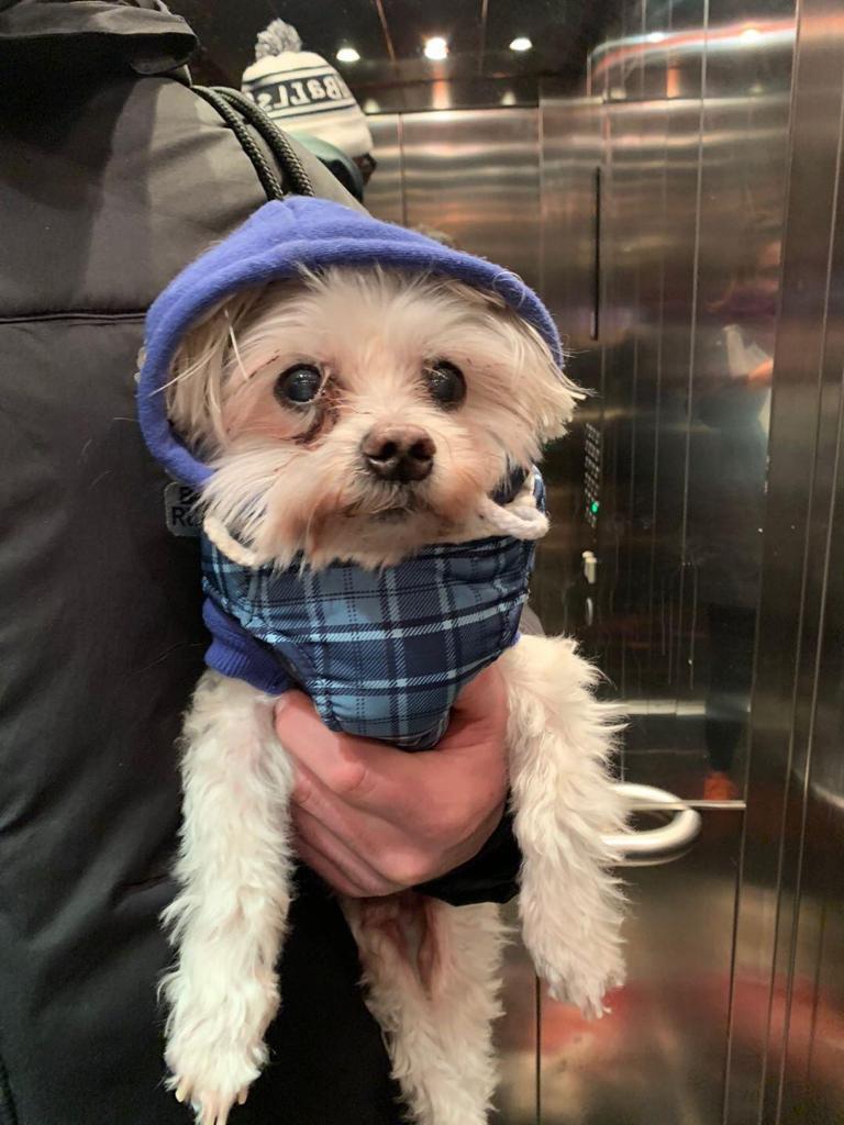 Say hello to Pickle and he's 14 years old #Rescue #Valentinesday