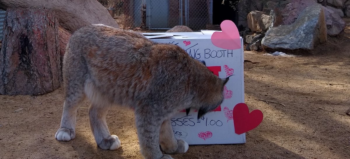 PrescottZoo's tweet photo. Will you be my Valentine?

HPZS animals would love to be adopted as your Valentine this Holiday Weekend! Click on the link for a list of animals available. https://t.co/HUmhAB8atM 

It is BOGO today so come celebrate at the Zoo.

The Lynx were having fun with the kissing booth😘 https://t.co/CSGCs7rjYQ