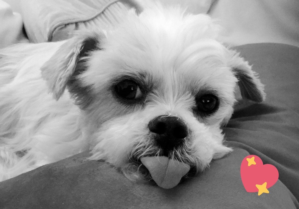 shrewsmorris's tweet photo. #valentinesdogs 😊😊 https://t.co/lip9GdsQWc