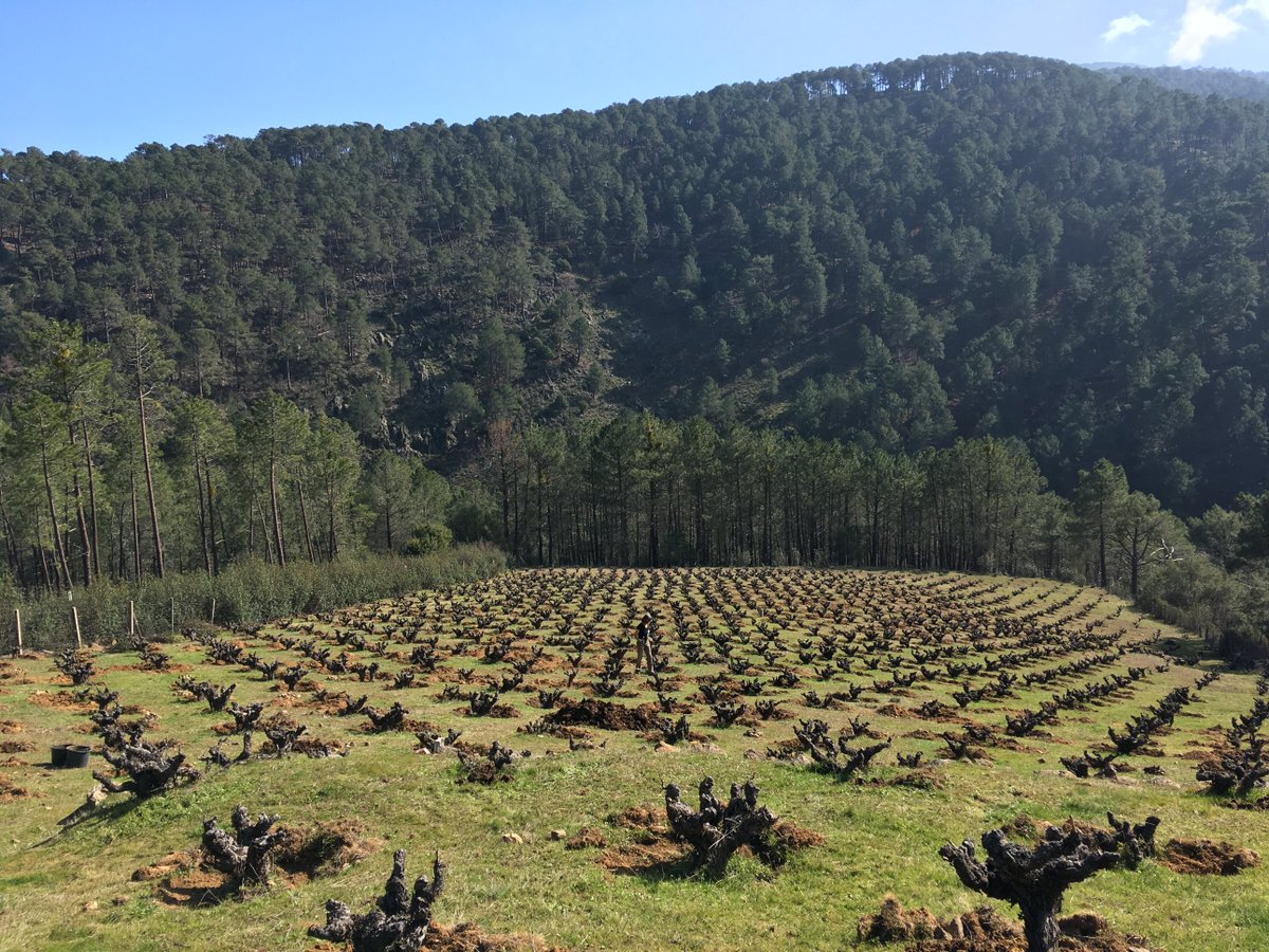 Old vine garnacha vineyard surrounded by rockrose and pine trees, close to El Tiemblo in #dopcebreros #naturalwines