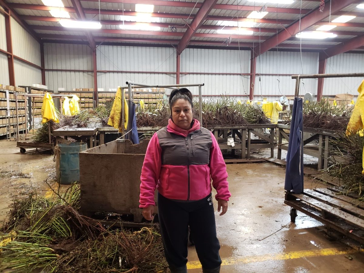 UFWupdates's tweet photo. When you think of roses on #ValentinesDay remember workers like Maria who work long hard hours growing the rose bushes that provide these beautiful blooms. Maria works at Star Roses under a UFW contract that provides great benefits. Thanks &amp; Happy Valentine's Day Maria #WeFeedYou https://t.co/Z4Xf8Dw0aC