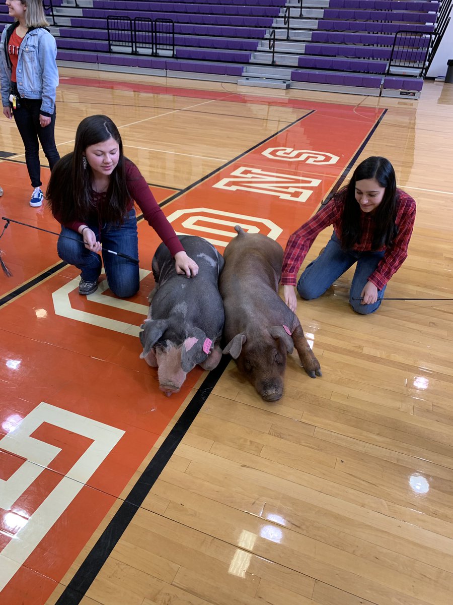 RaleyDr's tweet photo. Getting ready to kiss the pig❤️🐷@agomez_ehs @Eastlake_HS Happy Valentines Day💋 https://t.co/PJF5cYPCrG