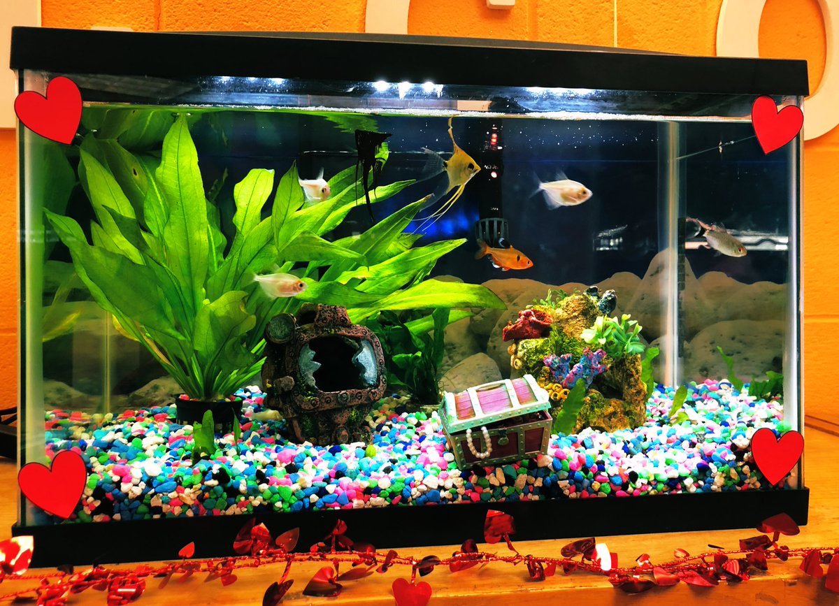 EastchesterNYPL's tweet photo. Aquatic Valentine’s Day with our fish friends here @EastchesterNYPL! #fish #hearts #LibraryValentine #LoveReading #ValentinesDay https://t.co/fJLCPRgqhC