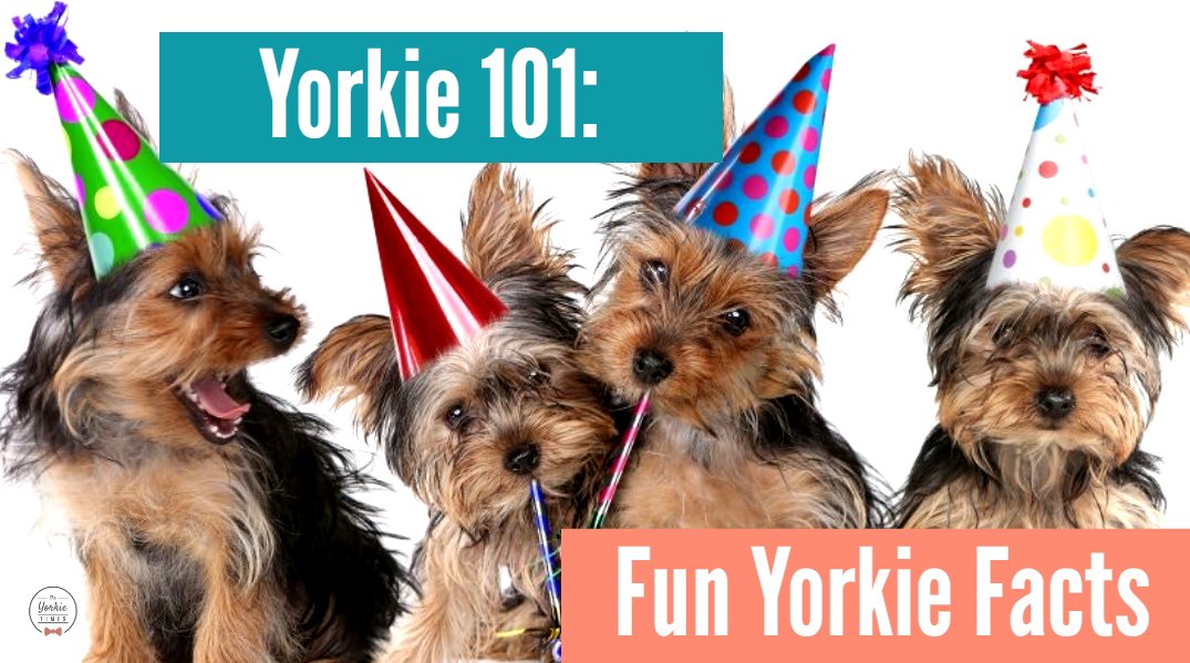 Being the 6th most popular dog breed, it’s easy to see why these cute canines are a great companion to the young and old. 

bit.ly/3bz0MhD #yorkies #funfacts
