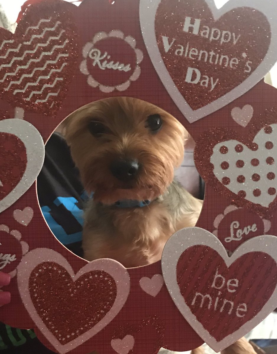 Syncere_the_yorkie & Paixley (@Ms.Bostont.Usa ig) (@syncere_the) on Twitter photo #HappyValentinesDay <a href="/syncere_the/">Syncere_the_yorkie & Paixley (@Ms.Bostont.Usa ig)</a> ๐๐พโค๏ธ๐พ
#FridayVibes #cupid #DogLover #HappyValentinesDay2020 #FridayMotivation #FridayVibes #HappyValentines #HappyValentineDay #happy #ValentinesDay2020 #ValentinesDayMemes #ValentinesDay #HappyFriday #dogs #BeMyValentine #valentinesdaygift #HappyValentinesDay <a href="/syncere_the/">Syncere_the_yorkie & Paixley (@Ms.Bostont.Usa ig)</a> ๐๐พโค๏ธ๐พ
#FridayVibes #cupid #DogLover #HappyValentinesDay2020 #FridayMotivation #FridayVibes #HappyValentines #HappyValentineDay #happy #ValentinesDay2020 #ValentinesDayMemes #ValentinesDay #HappyFriday #dogs #BeMyValentine #valentinesdaygift