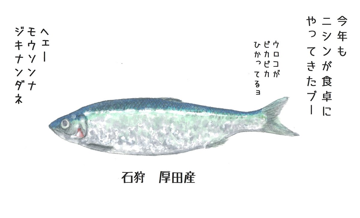 鰊 鰊