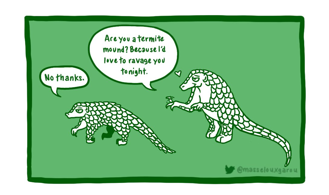 masselouxgarou's tweet photo. #PangolinFunFact Day 14, #VDay edition: Pangolins are sexually dimorphic, with males typically being between 10-50% larger than females. They are largely solitary creatures, only coming together to mate. #WorldPangolinDay
(Paws up for strong independent pangoladies 🙌) https://t.co/E6rLrCfgJA