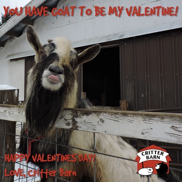 Sterling says “Happy Valentine’s Day!” ❤️🐐 ift.tt/37oaEXX