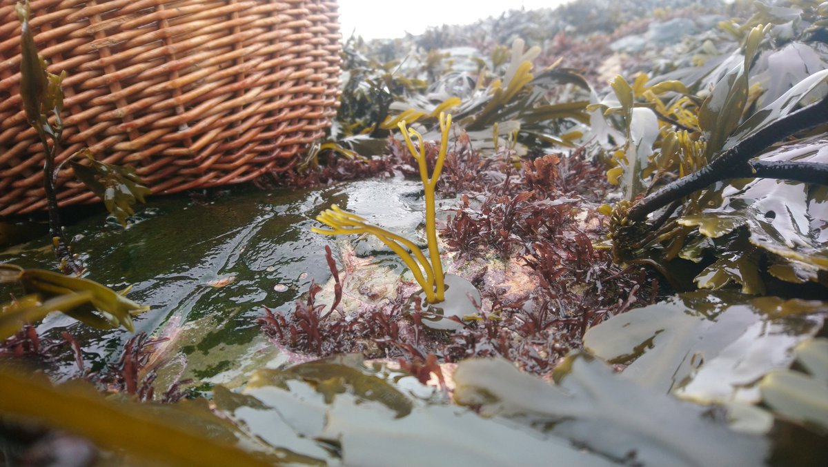 Himanthalia elongata or more commonly known as Sea Spaghetti. Super early &amp; super cute growth. Great couple of days by the coast. Added some of the fresh Himanthalia to a dish I made for lunch - see image: #foraging #wildfood #seaweed