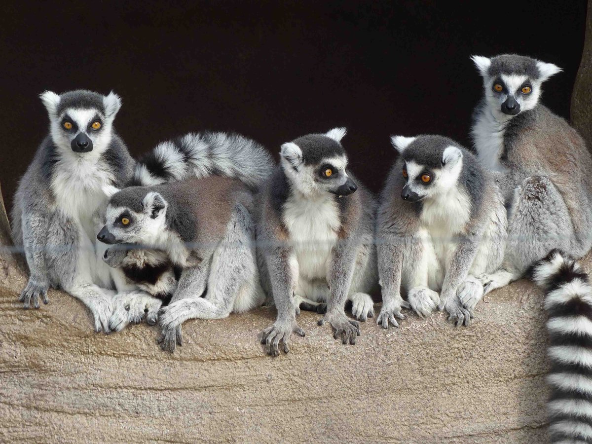 公式 上野 動物園