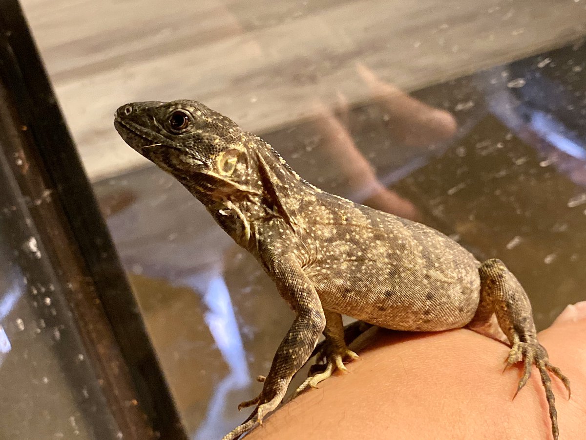 オマ Sperare スペラーレ 通販サイト エサ屋 レプタイルズショップ バナスパ イエローファントム 徐々に黄色味が出てきました これからの成長がますます楽しみです バナナスパイニーテールイグアナ イエローファントム ケリーcb Sperare