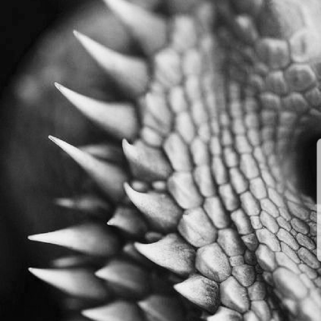 Dragon Boom textures
