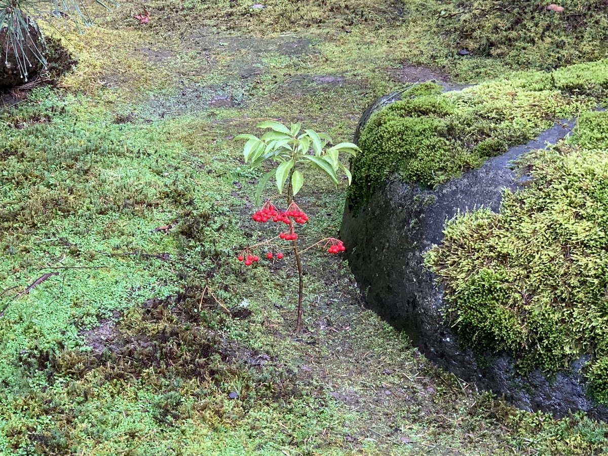 thubten's tweet photo. A beautiful way to spend a Friday afternoon.
🌲
#PDX #PDXParks #PDXJapaneseGarden https://t.co/RqI8EtVjEZ