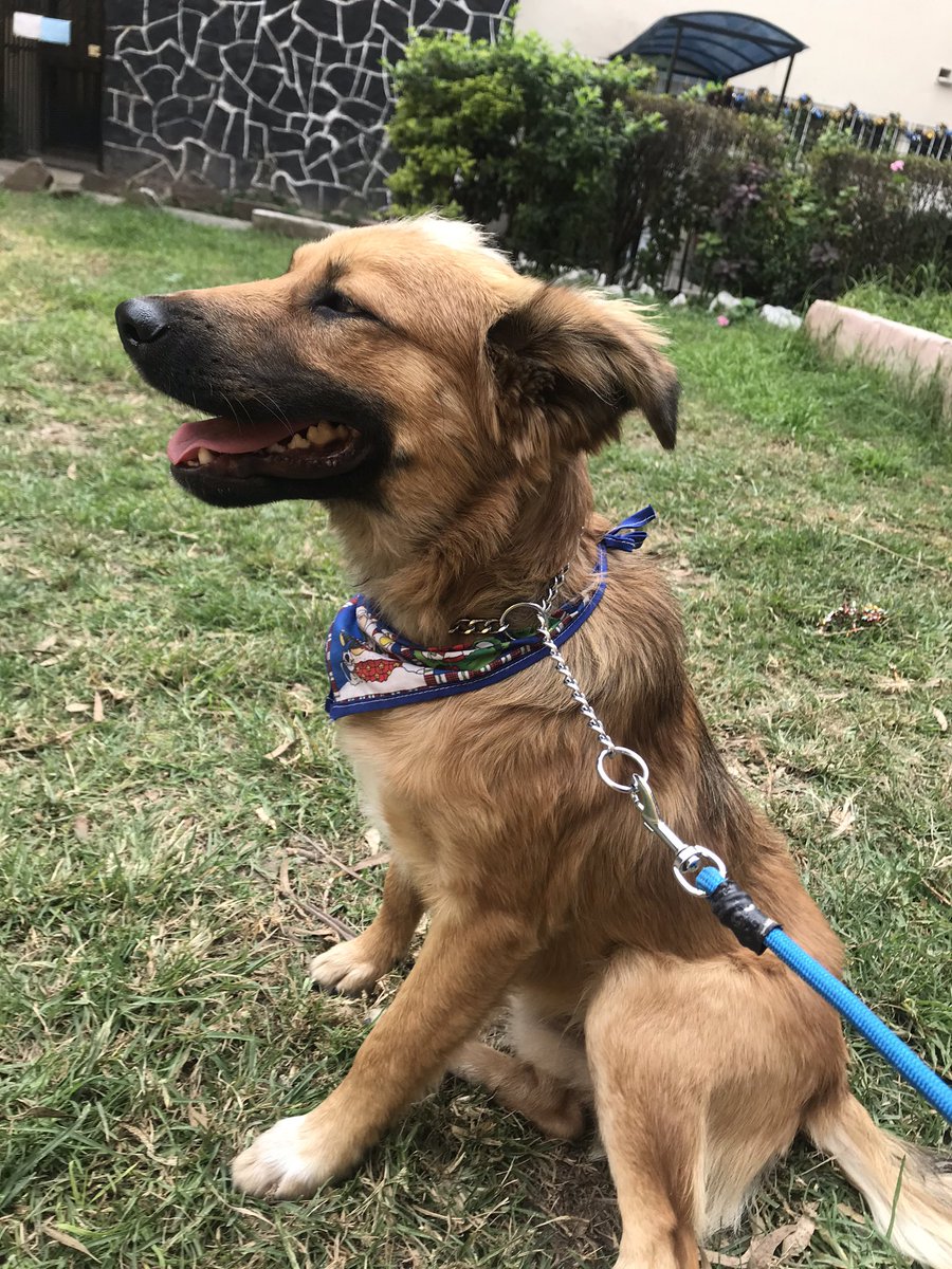 TANUDOZAL's tweet photo. El 13 de febrero se perdió “FENDER” en Sn Bartolo Atepehuacan cerca del planetario del #IPN , tiene 8 meses y es muy dócil. Por favor ayuda con RT para que regrese con nosotros 😢🙏🏻#perrosperdidos #lindavista #extraviado #perroperdidocdmx @Unidos_Buscando @PrrosPerdidosMX https://t.co/GA2sNTCk7h