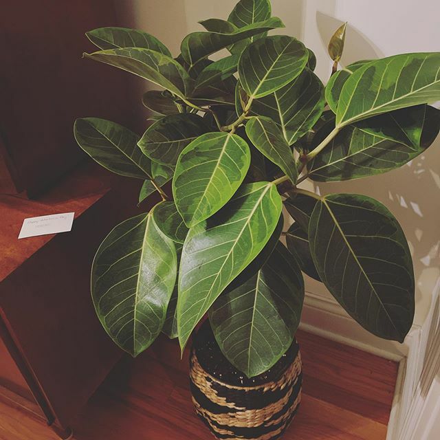 If your #valentinesday doesn’t end with a group hug between @flowerfurbish and you and your partner, you’re doing it wrong. #houseplants #plantenvy #ficusaltissima ift.tt/3bGT70s