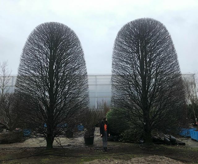 treesourceco's tweet image. #carpinusbetulus pair, perfect sentinels for a big house frontage! #treesourcing #wiltshiregarden #semimaturetreeplanting ift.tt/2URH9LJ