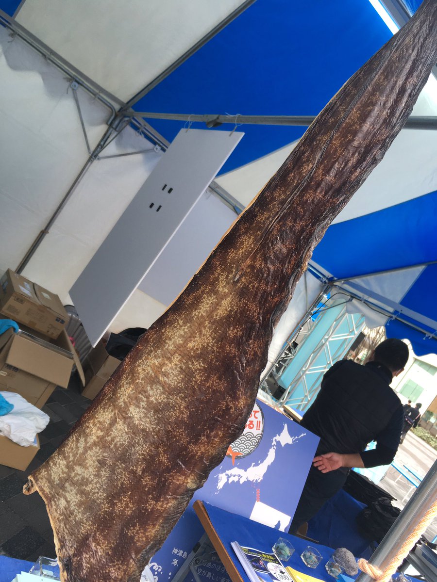 神津フナ ｉｆｇ これは珍しい ウツボの干物 丸々一尾を 5 000で販売中 神津島 有楽町 銀座 イベント