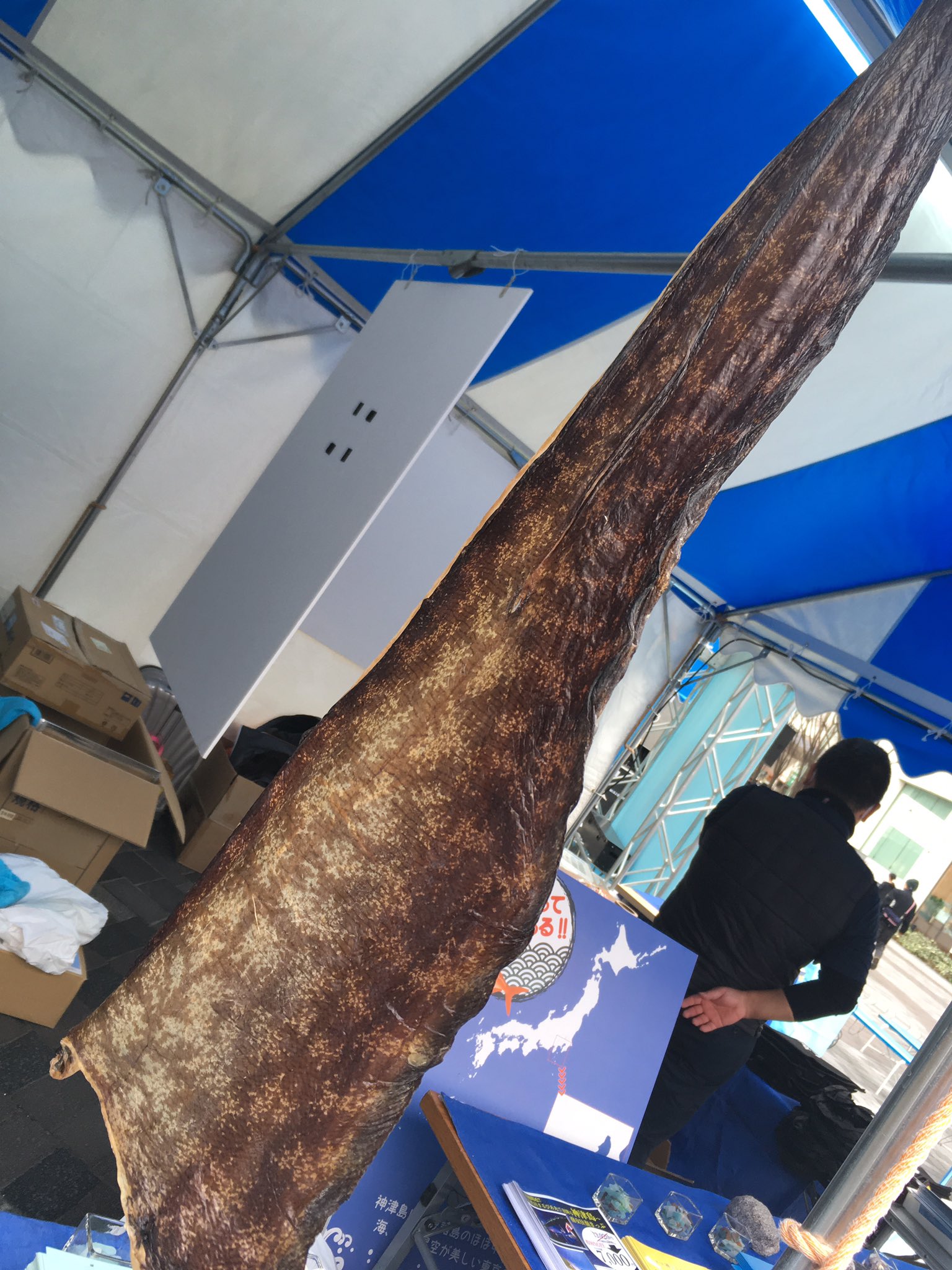 神津フナ ｉｆｇ これは珍しい ウツボの干物 丸々一尾を 5 000で販売中 神津島 有楽町 銀座 イベント