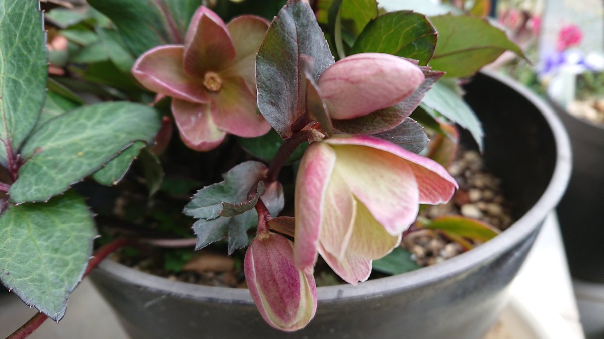 Etiqueta ピンクフロスト Al Twitter