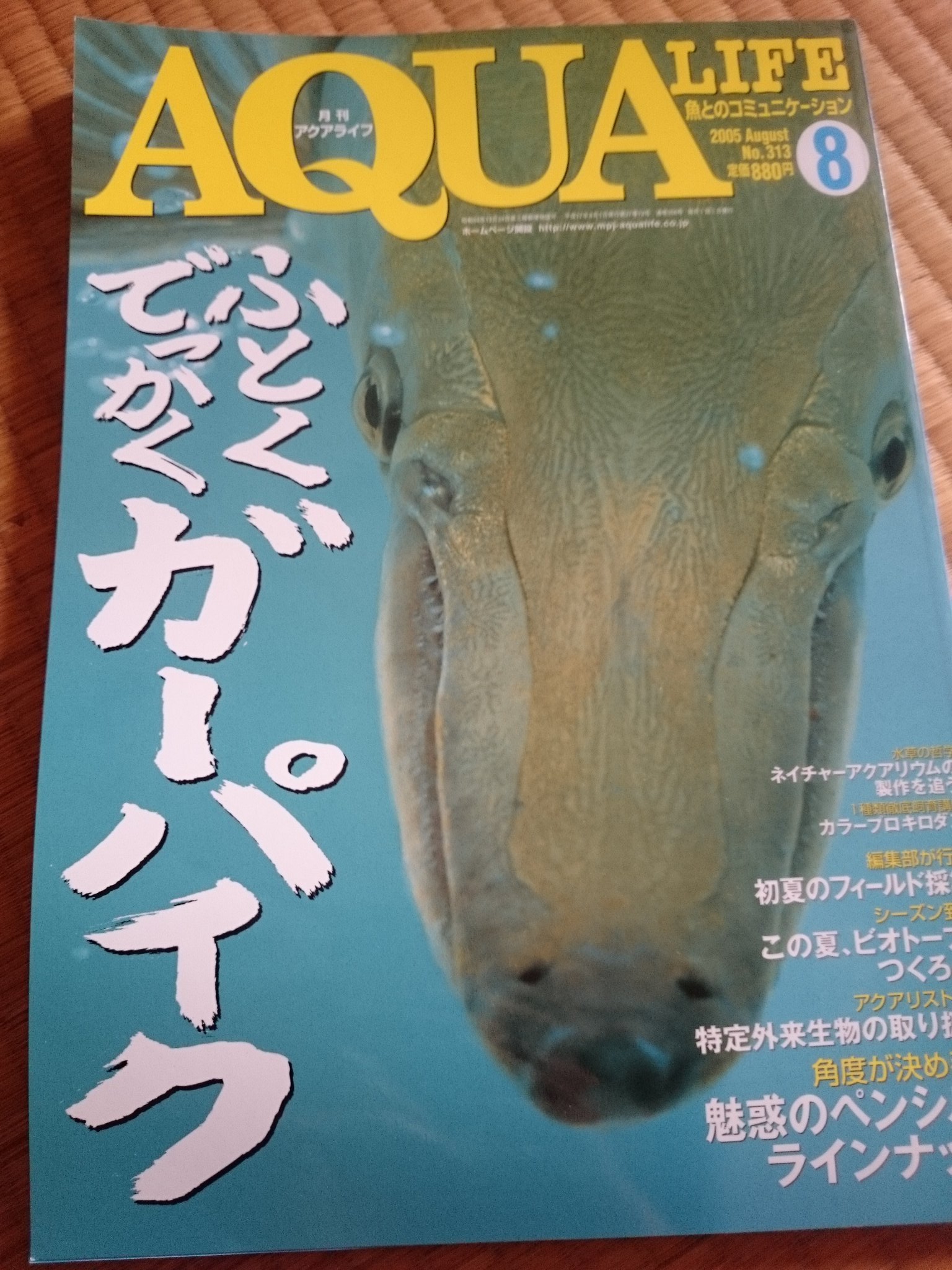 文月タカヒロ アクアライフ05年8月号 特集ふとくでっかくガーパイク 皆がこういう専門誌を読んでいれば規制されなかったのかな 解剖した臓器まで載っけるマニアックさ そしていずもり ようさんのかわいいイラストよ