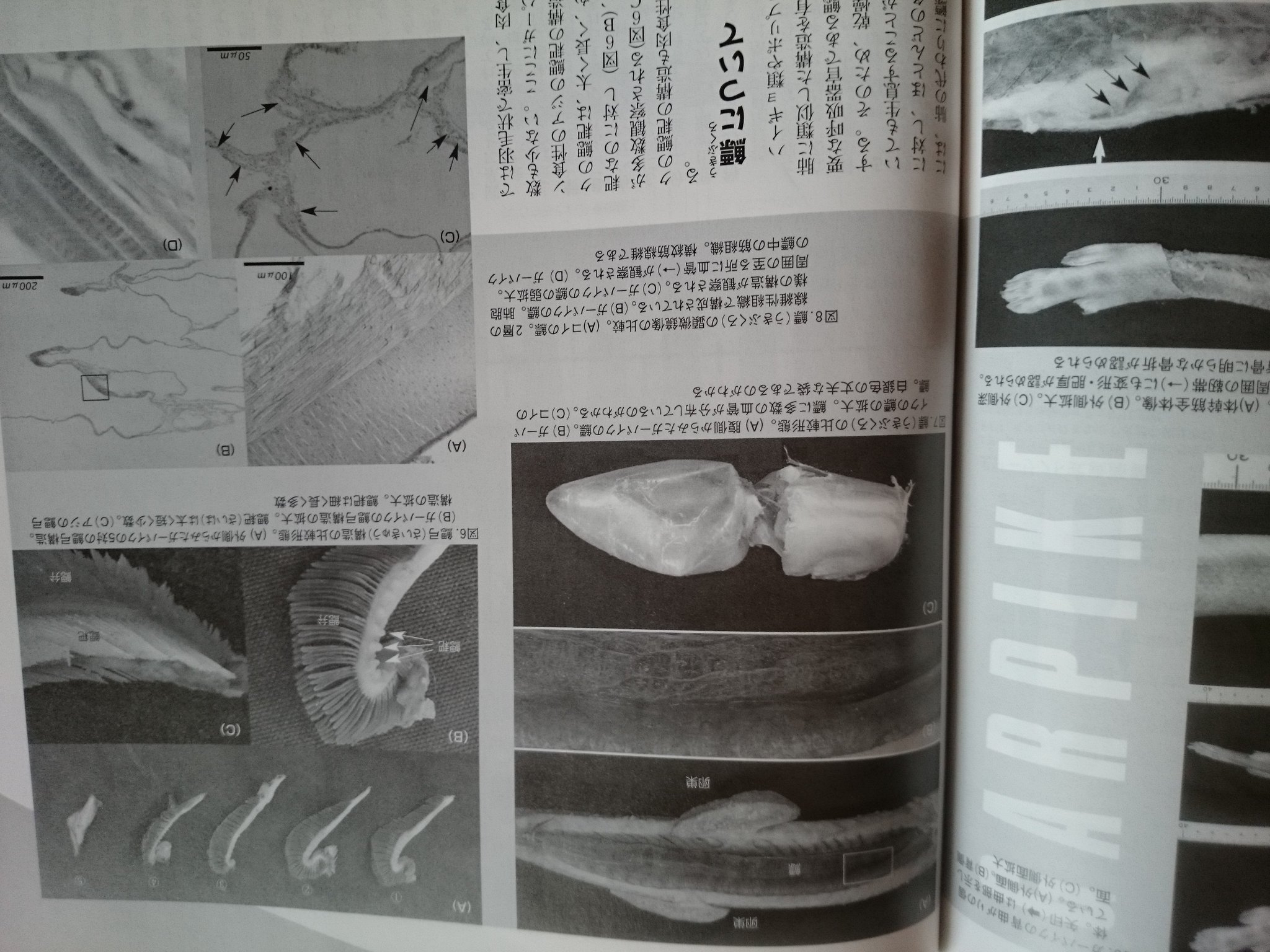 文月タカヒロ アクアライフ05年8月号 特集ふとくでっかくガーパイク 皆がこういう専門誌を読んでいれば規制されなかったのかな 解剖した臓器まで載っけるマニアックさ そしていずもり ようさんのかわいいイラストよ
