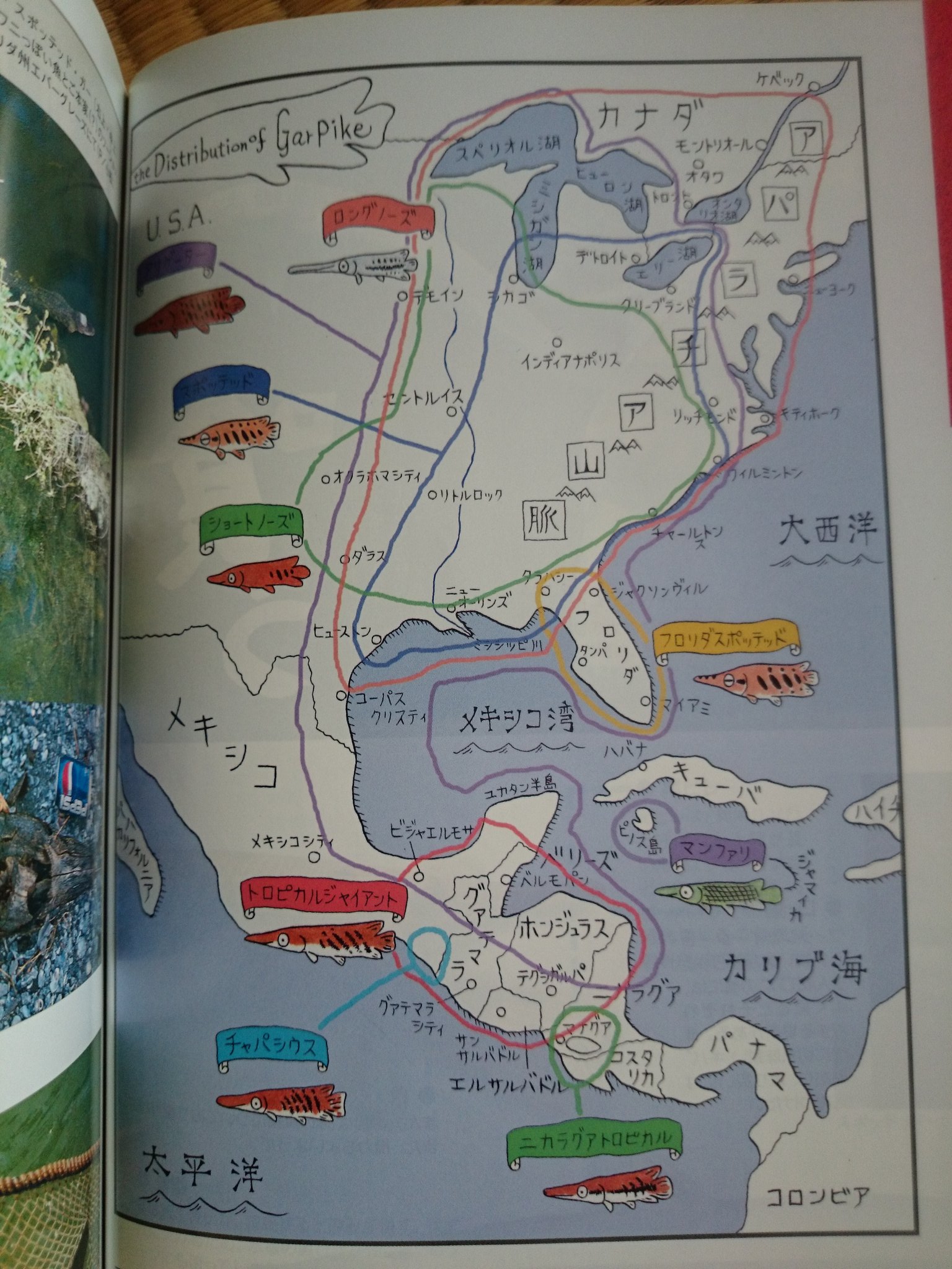 文月タカヒロ アクアライフ05年8月号 特集ふとくでっかくガーパイク 皆がこういう専門誌を読んでいれば規制されなかったのかな 解剖した臓器まで載っけるマニアックさ そしていずもり ようさんのかわいいイラストよ
