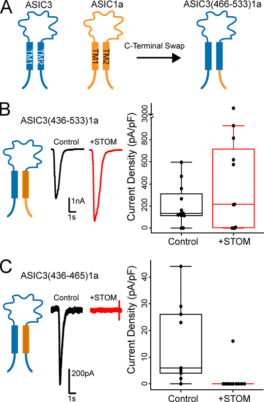 Insights into the molecular mechanisms underlying the inhibition of acid-sensing ion channel 3 gating by stomatin bit.ly/3b57H1L Robert C. Klipp, Megan M. Cullinan, and John R. Bankston