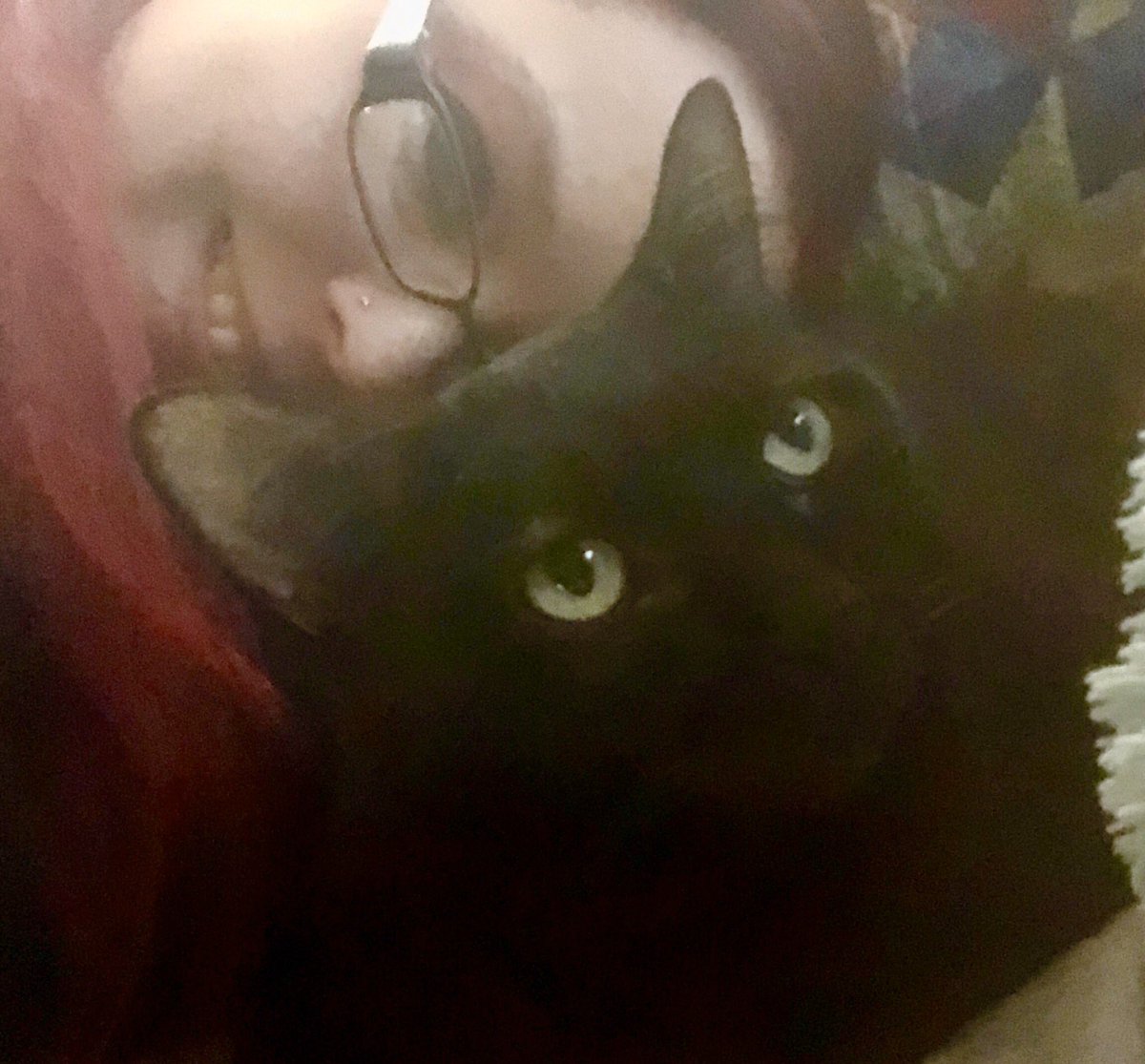 PixifaceSays's tweet photo. This is my birthday gift for mommy. She got this close and I didn’t bite her. #BiteyCat #CatsOfTwitter https://t.co/FNw0JAelFI
