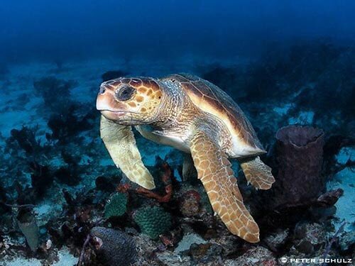 TAGforTurtles's tweet photo. #Turtlefact The Loggerhead #SeaTurtle is the largest hard shell #turtle in the world!
Read about the #Loggerhead: https://t.co/2ZnAoxTpRv
Visit our non-profit partner @SEEturtles for more info.
#Kickstarter: https://t.co/Tls6OkTokD
#turtles #hardshell #crowdfunding #cardgame https://t.co/HNTg7wt6SN