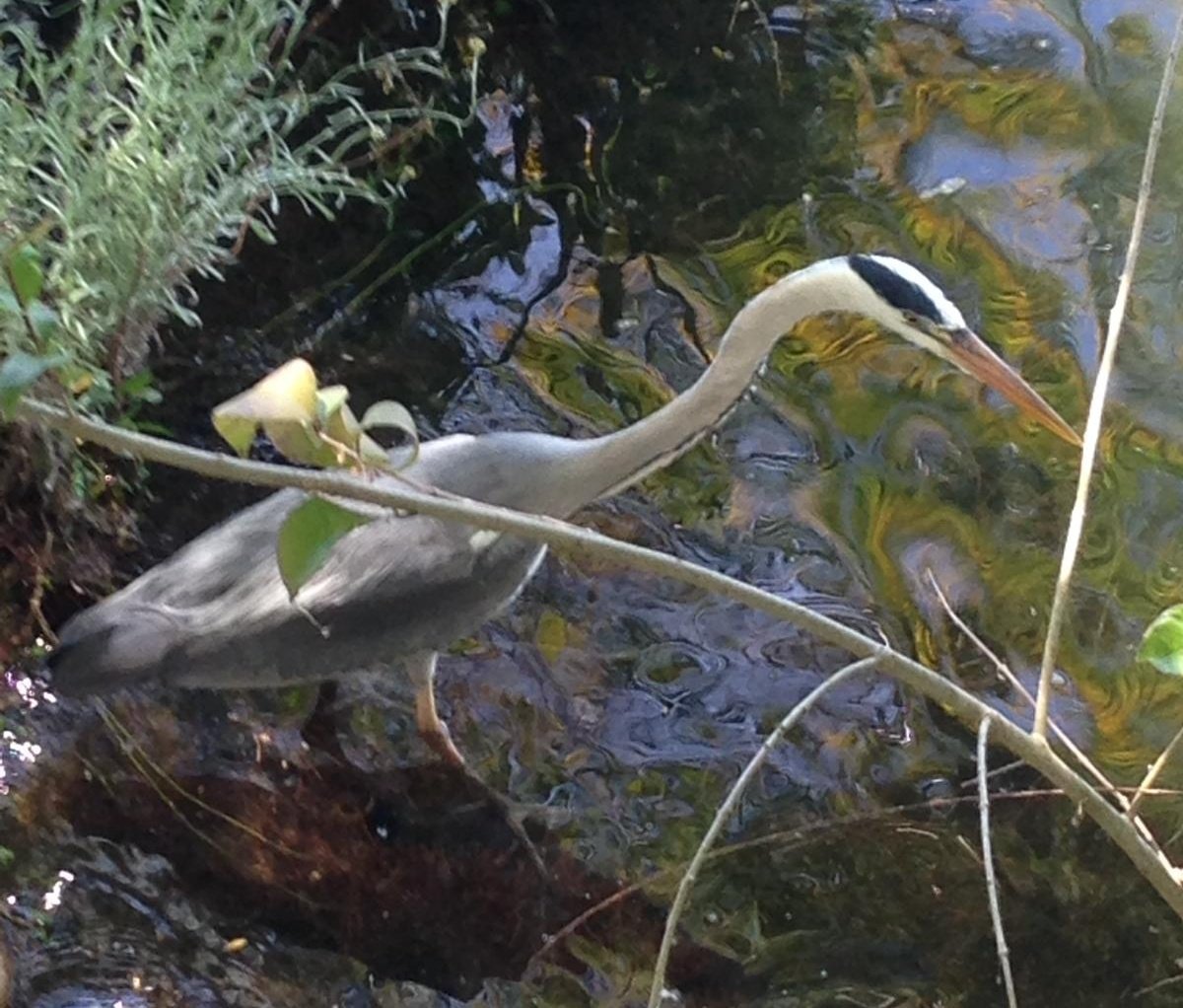 Britnatureguide's tweet photo. Just for fun #alternativenames for birds. How about Eyebrowed Heron? https://t.co/XChMejPgNF