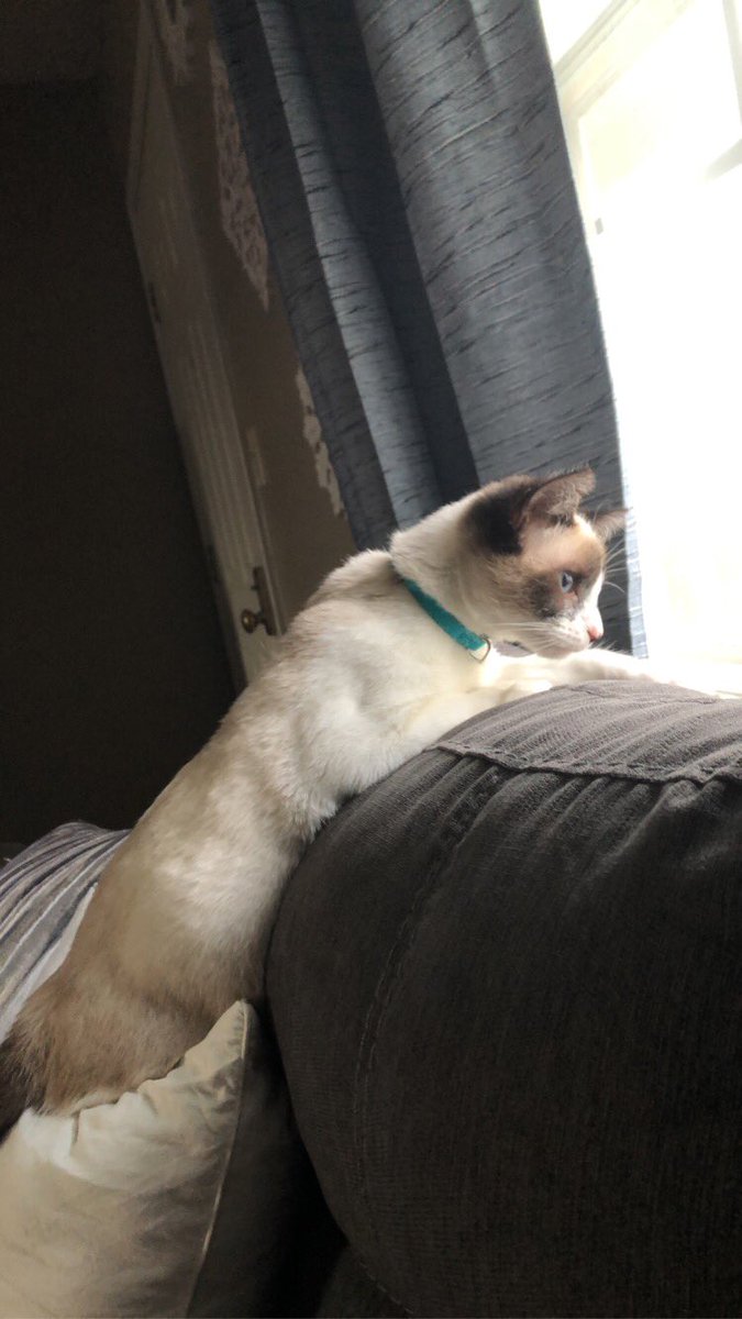 kaylacollins331's tweet photo. hey ou friends! Jack and I can’t find our kitty Corona. We’ve spent hours looking for her and are so heartbroken. She’s a little chocolate point siamese and wearing a light blue collar. We are hoping she’s near Univ. Commons/S Shafer St. If anyone sees her, please let us know.💔 https://t.co/4XuYNrJLh2
