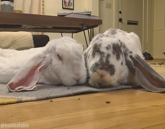 Bunloafable tweet media