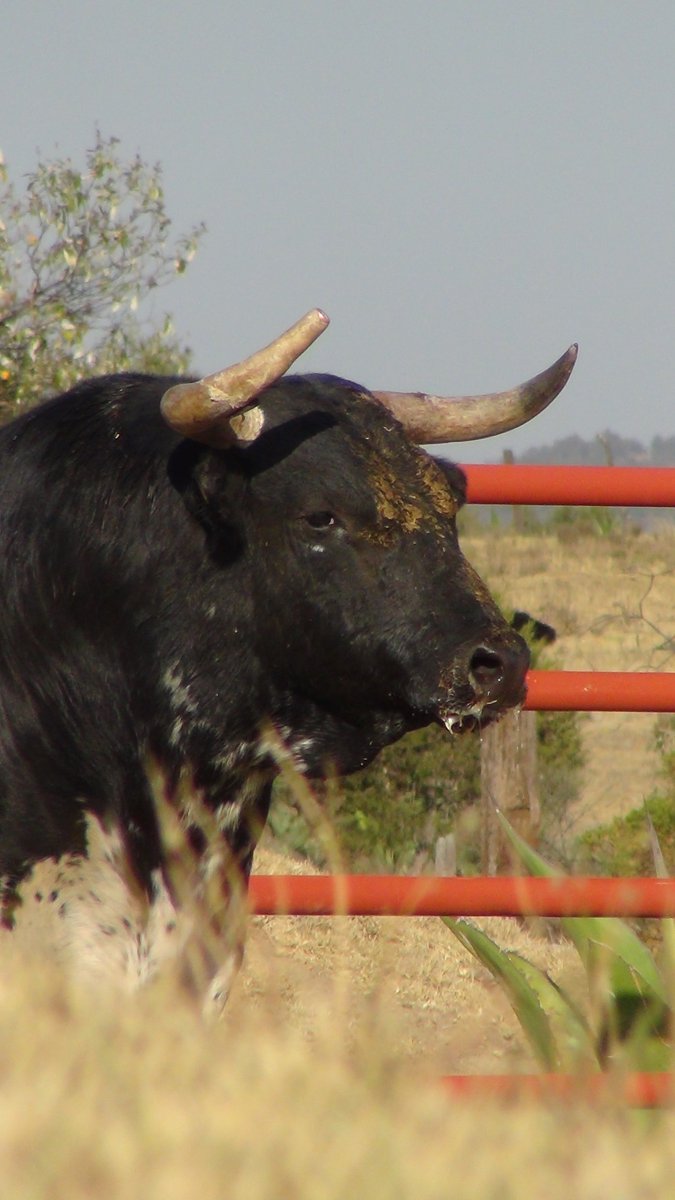 Tarde brava en Torreón de Cañas, Incomparable estampa de belleza sublime