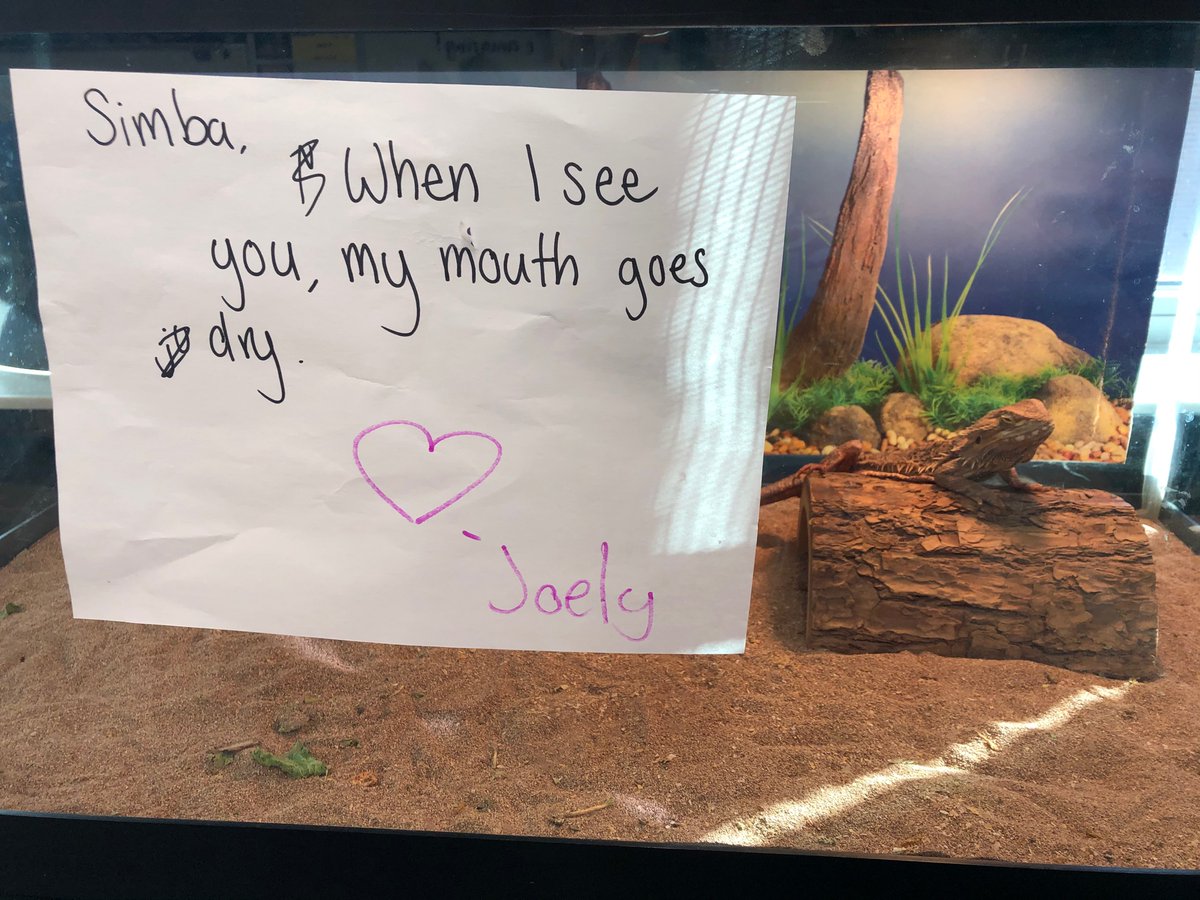 The science of love 💗 has students writing valentine cards to that special someone with a stimulus and a response from the nervous system.  🧠🧠💗💗 Some even chose to write to our class pet Simba and Mr. Bones.  #Soaringinscience #HofiusHawks #Science