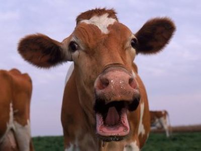 Funny Farm Friday!

What do you call a cow that drinks too much coffee? 

Over-calfinated.