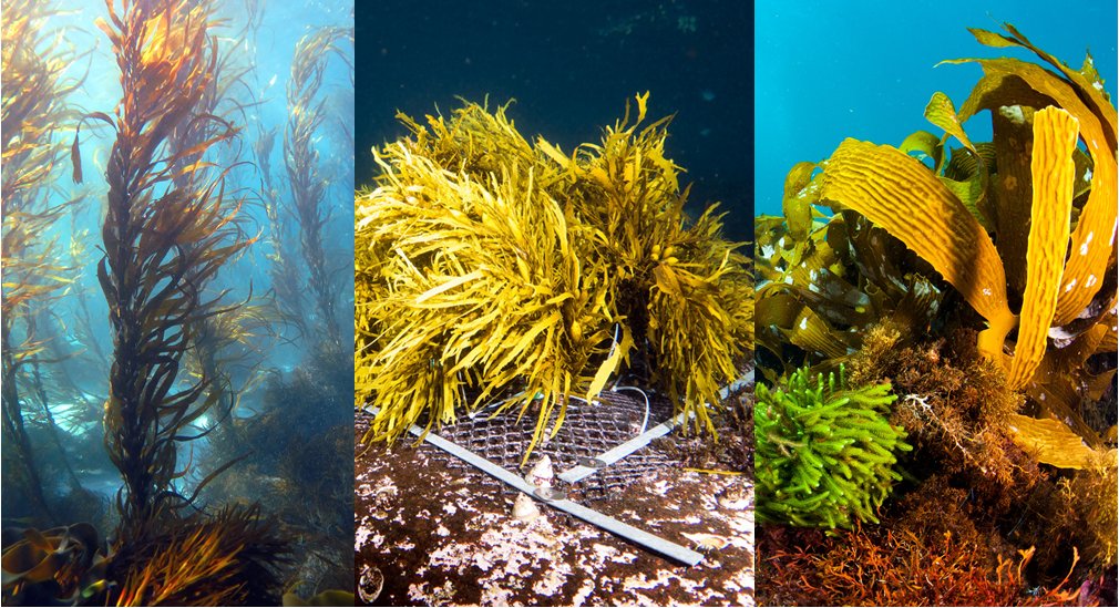 just out @FrontMarineSci; our review and workflow for #KelpForest #Restoration, with a focus on Australia

w/ @MelindaAColeman, @ZiggyMarzinelli, @adriatix, @twernberg and others 

doi.org/10.3389/fmars.…