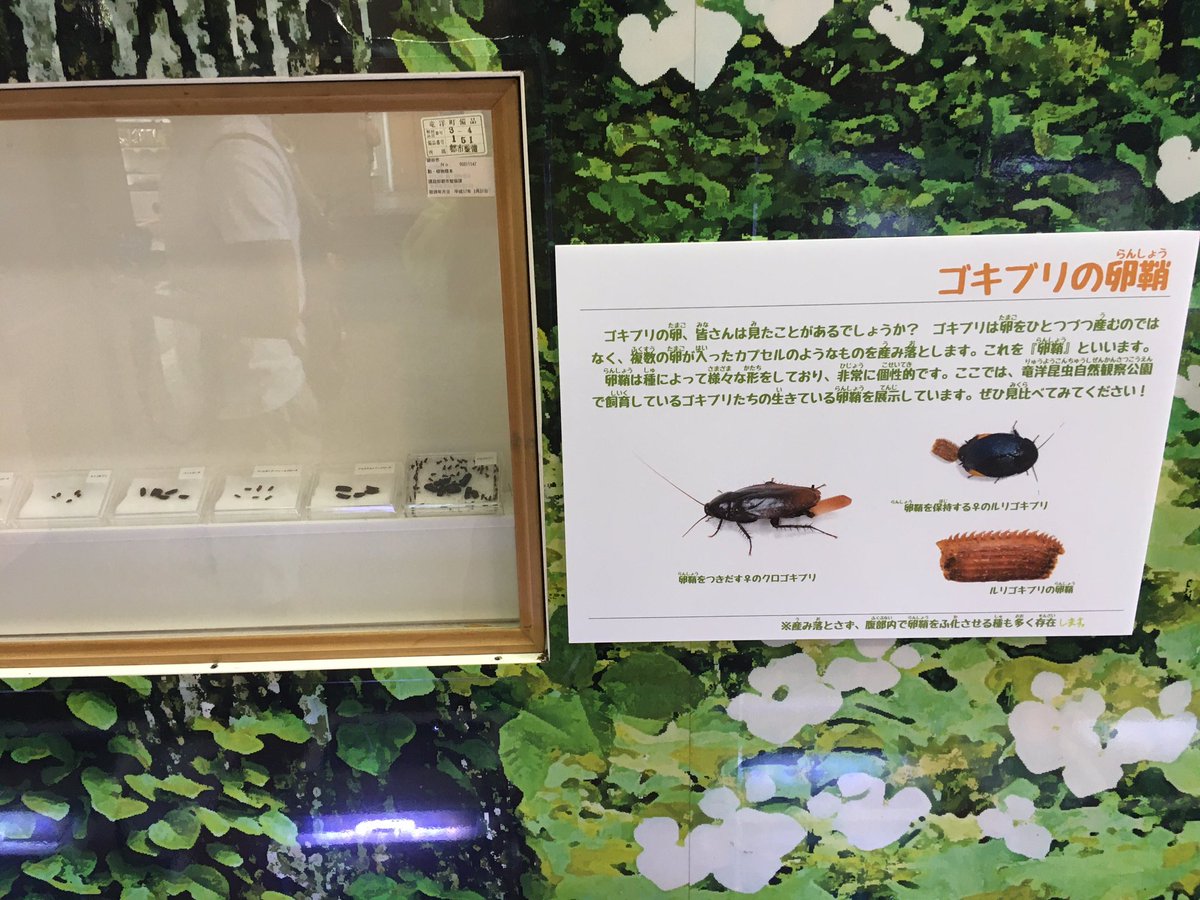 竜洋昆虫自然観察公園 ゴキブリ展の見どころ 孵化してしまった卵鞘展示 くぅぅー 竜洋昆虫自然観察公園 ゴキブリ展の見どころ 孵化してしまった卵鞘展示 くぅぅー