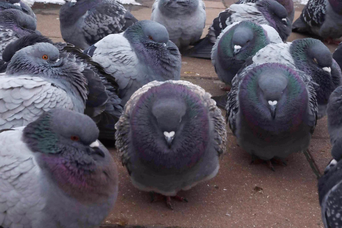 さっぽろ雪まつりにいる鳩wwwまんまるすぎると話題にwww