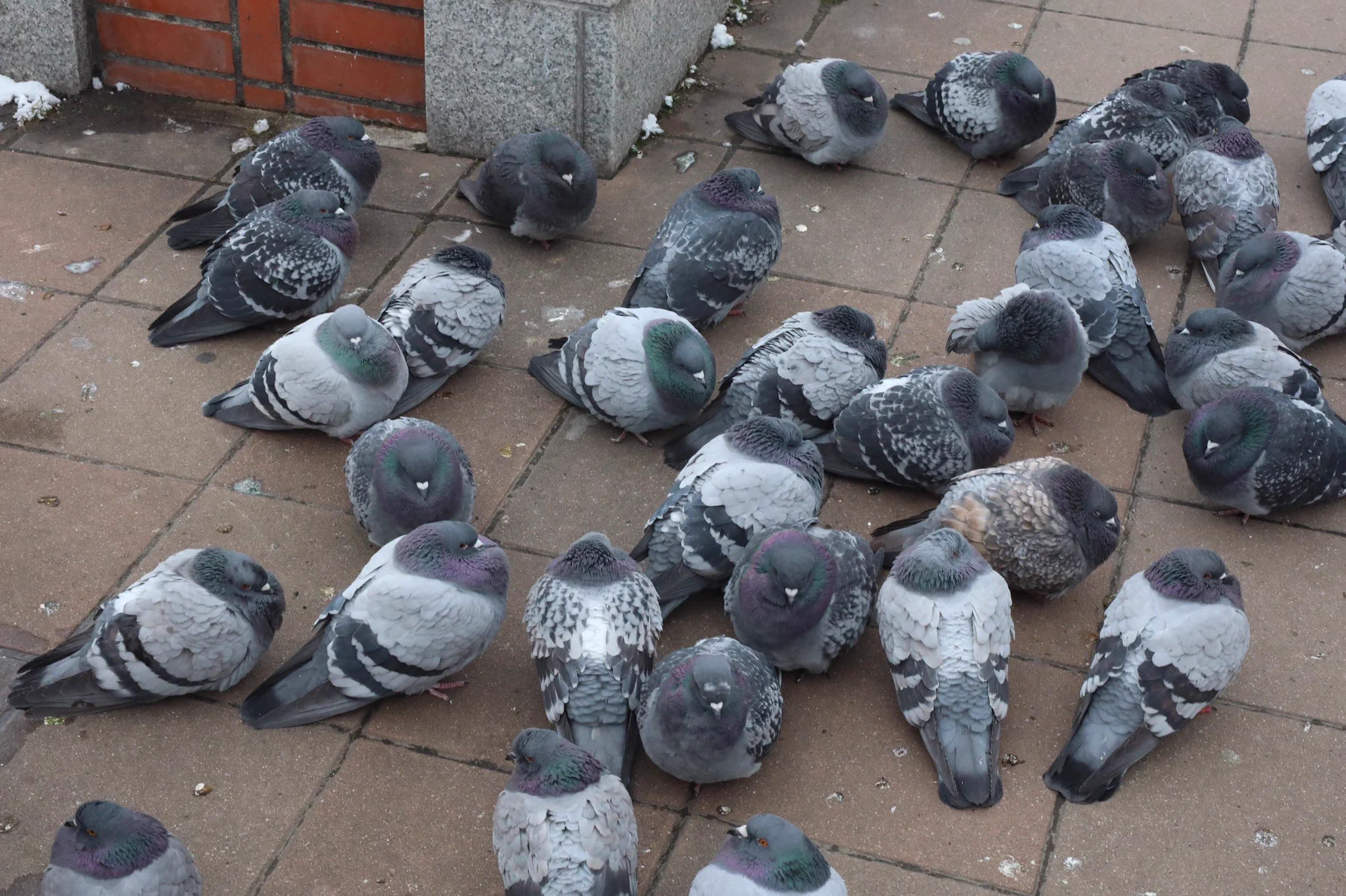 さっぽろ雪まつりにいる鳩wwwまんまるすぎると話題にwww