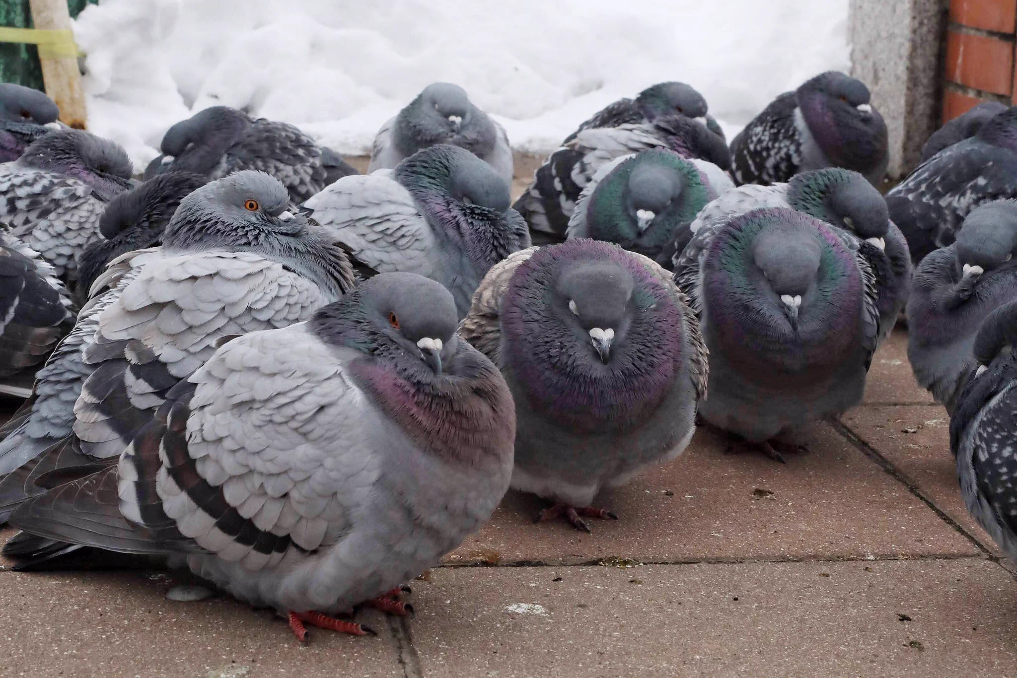 さっぽろ雪まつりにいる鳩wwwまんまるすぎると話題にwww