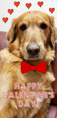 TarrantCountyDA's tweet photo. Our CDA emotional support canine Brady has one of the sweetest hearts around!
#DADog https://t.co/50wqnLjhVs