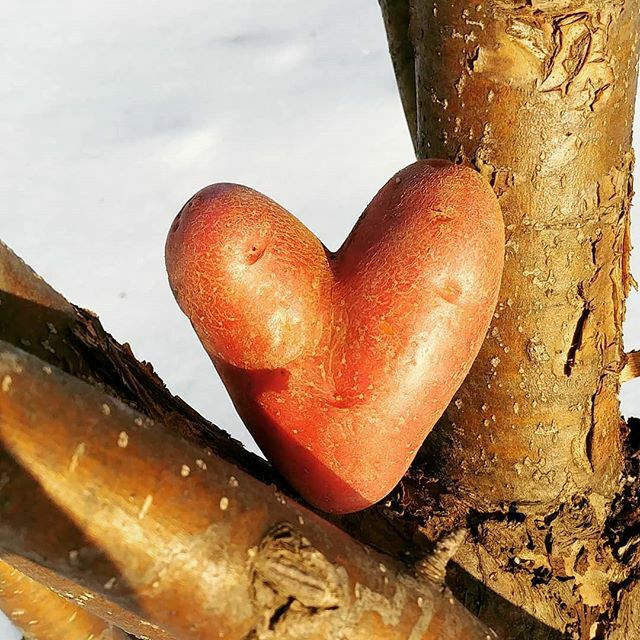 happy 💚 day to all! 💚 yours truly, Cookstown Greens
.
#ffarmerffrench ift.tt/2vvEH2W