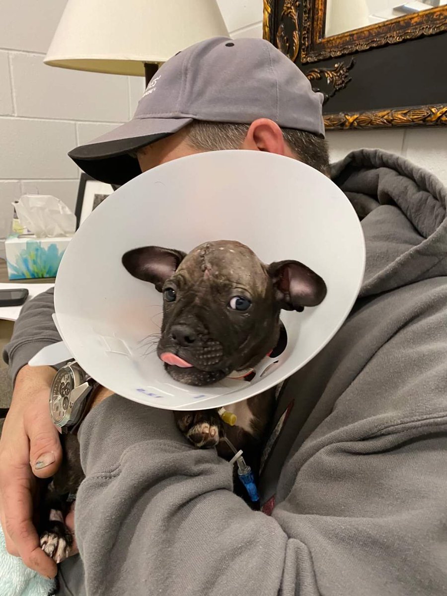 Elsie's surgery went well and she is making a great recovery. She is happy, tail wagging, and eating! ❤️Make her your Valentine this year. ❤️ memphispetsalive.org/donate/ #MPAElsie #A321530