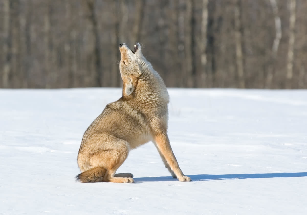 TRCA_HQ's tweet photo. The animals that make Tommy Thompson Park their home have come from all over! Now 365 animal species can be found here. Watch The Nature of Things tonight at 9pm to learn more about this natural wilderness! https://t.co/GlSAiAucKn via @cbcdocs #CBCTNoT https://t.co/xgTLTSZyOl