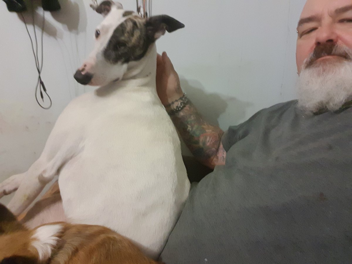 RustysDayOut's tweet image. Then there was two. The both of them will not leave me alone because I'm sick today.