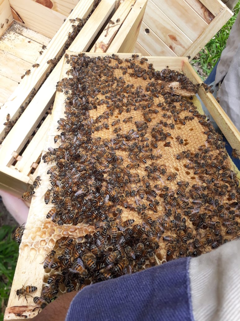 Angela Pelaez tweet media