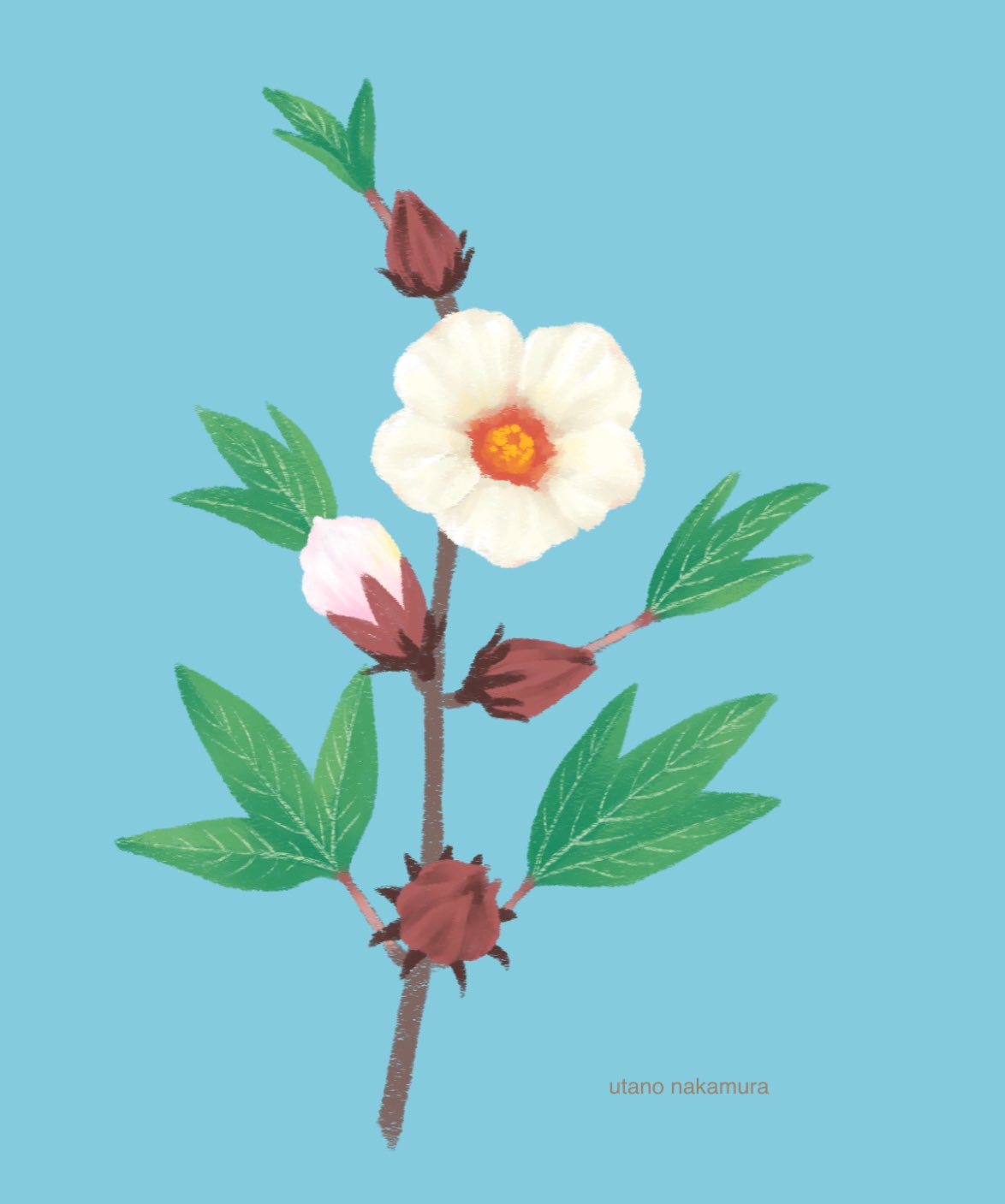 なかむら歌乃 ｲﾗｽﾄﾚｰﾀｰ ハーブティーでハイビスカスってあるじゃないですか あれ ハワイとか南国で咲く のことだと思ってたら 種類違うみたいですね ハイビスカスローゼル というこんな花だそうです Illustration イラスト 花 ハイビスカス