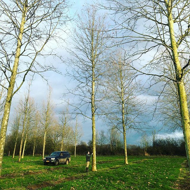treesourceco's tweet image. Tagging big trees! 19m #platanus orientalis #treesourcing #semimaturetreeplanting #cotswoldgarden ift.tt/31SOfkA
