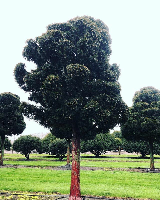 treesourceco's tweet image. High vigour #taxus cloud standards, the stem colour indicates rapid stem growth, healthy trees indeed! #lovemyjob #treesourcing #wiltshiregardens ift.tt/38uFuj8
